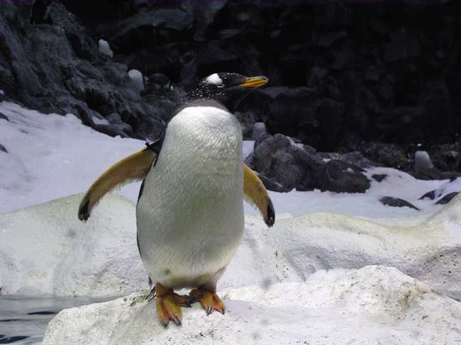 Pingu